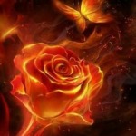 Feuerblume